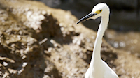Great egret - Térraba-Sierpe mangrove forest park (near Drakes Bay, Osa Peninsula)